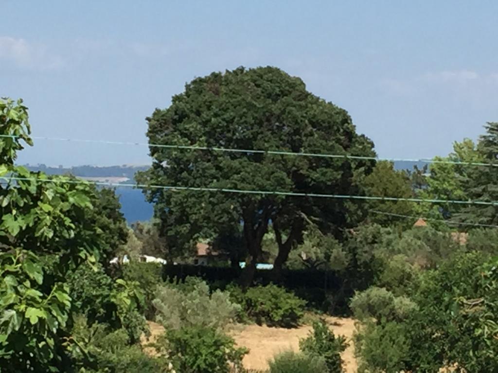 Eco Home Bracciano  Dış mekan fotoğraf